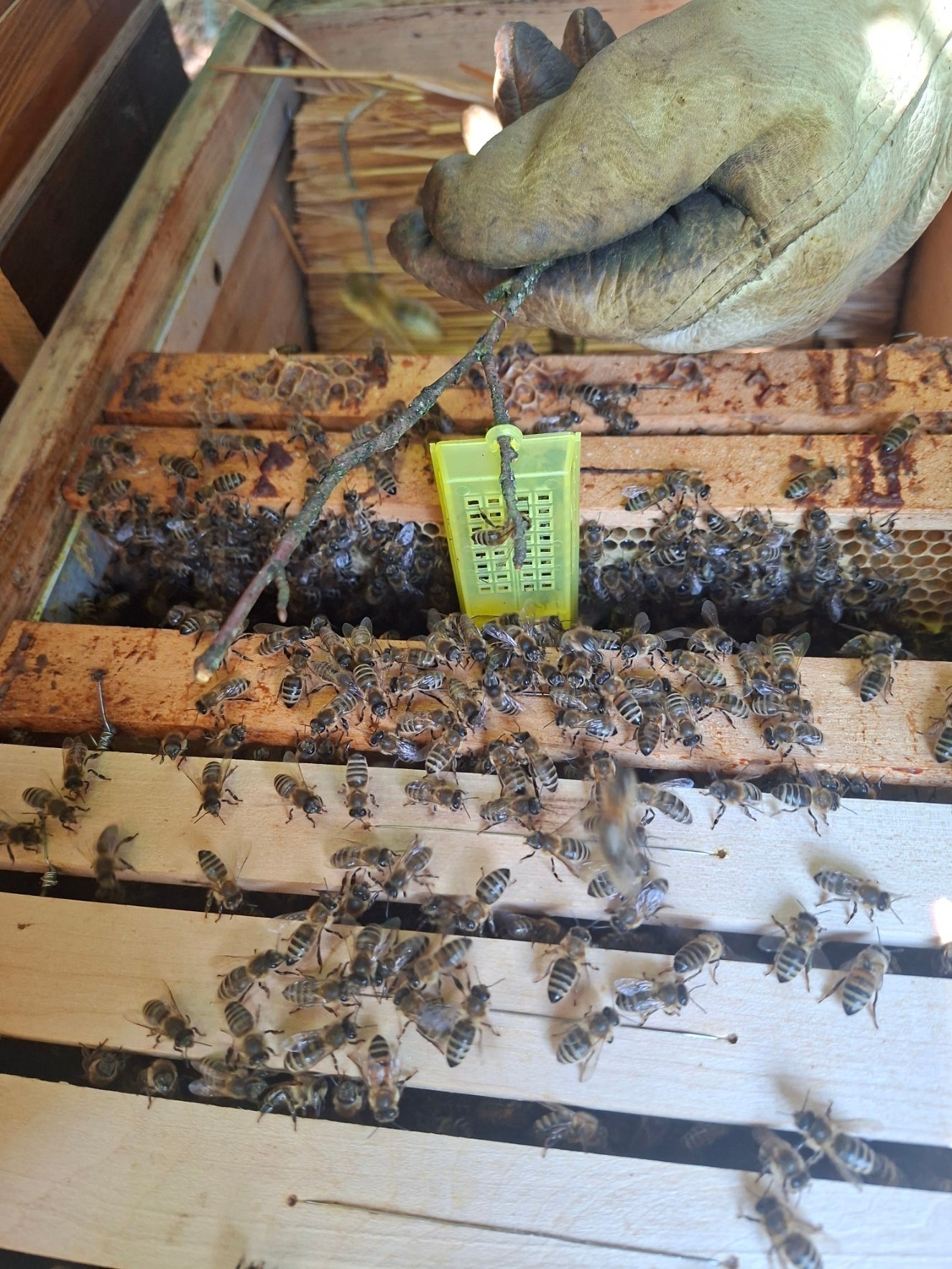 Unsere Bienen erhalten Zuwuchs!! Eine neue Königin betritt das Feld